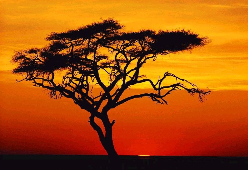2010 Sunset tree